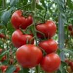 گوجه گلخانه ای