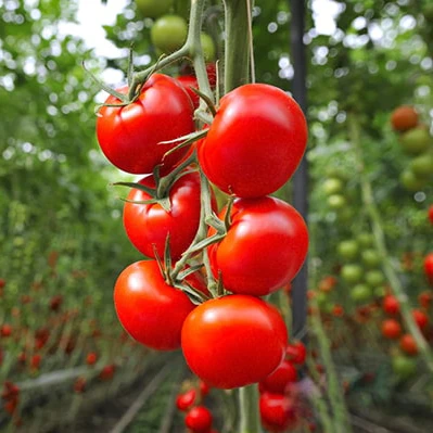 بذر هیبرید گوجه فرنگی گلخانه ای